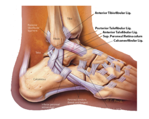 A Guide To Ankle Sprains Hurst Podiatry